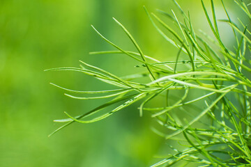 Closeup view of figured fresh long grass on blurred greenery floral background