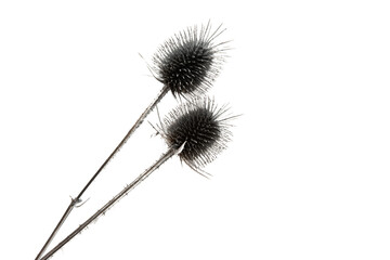 dry burdock isolated