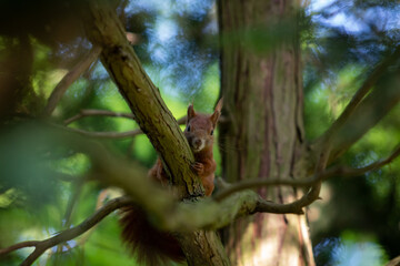 Fototapeta premium squirrel on a tree