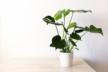 Beautiful monstera flower in a white pot stands on a wooden table on a white background. The concept of minimalism
