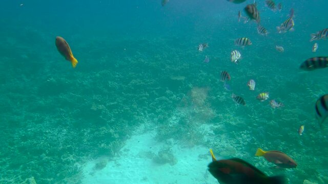 Sea fish swim near a beautiful reef
