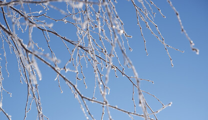 Winter scene. Background in blue tones. Branches of white birch in hoarfrost against the backdrop of a clear blue sky backlit by the bright sun.