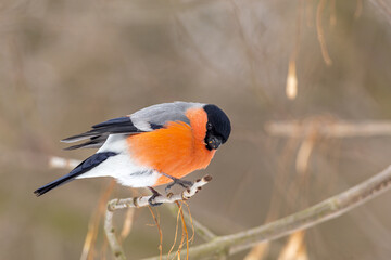 Bullfinch on a tree branch looking into the camera.