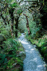 Fototapeta na wymiar Pathway in the jungles, trees, bushes, tropical plants