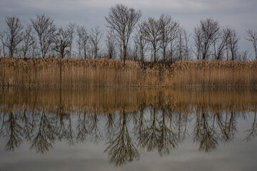 The shores of the lake are overgrown with reeds and bushes