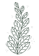 Flexible plant of many leaves. Black and white. Doodle isolated outline objects on white.