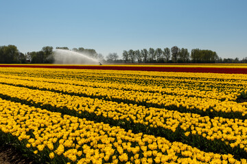 Yellow tulip field with an irrigation sprinkler behind it, in Andijk, Netherlands