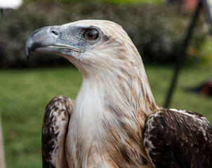 Eagle eyes