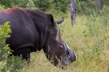 Obraz premium White rhino dehorning - in the wild