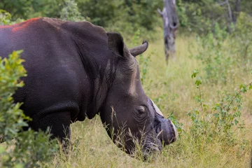 Gardinen Nashorn White rhino dehorning -  in the wild  © Jurgens