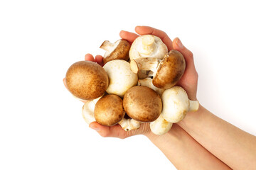 Fresh champignons in hands isolated on white background.