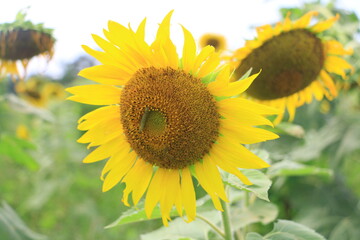 Fototapeta premium sunflower in farm