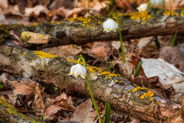 Spring snowflakes between lying mushroom covered tree branches