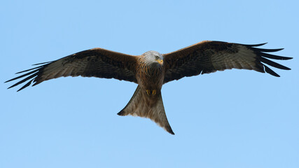 Red Kite in flight