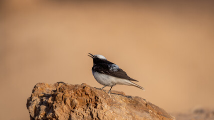 Isolated close up portrait of a White- crowned Wheatear bird in the wild- Southern Israel