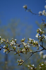 Swallowtail butterfly on white blooming branches