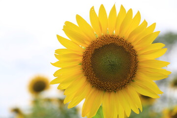 Obraz premium Beautiful sunflower field on summer