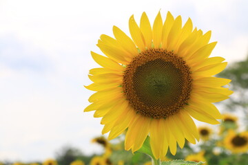 Obraz premium Beautiful sunflower field on summer