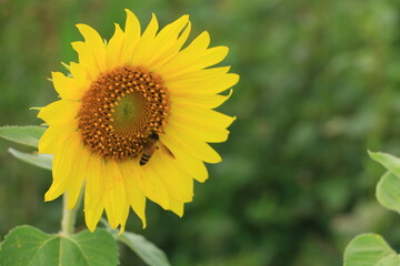 Fototapeta premium Beautiful sunflower field on summer