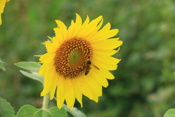 Fototapeta premium Beautiful sunflower field on summer