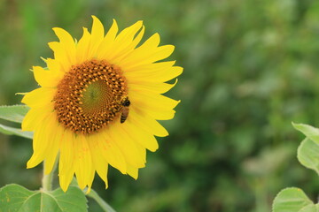 Obraz premium Beautiful sunflower field on summer