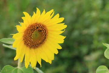 Beautiful sunflower field on summer