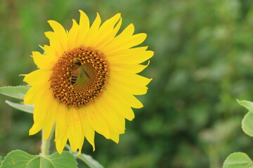 Fototapeta premium Beautiful sunflower field on summer