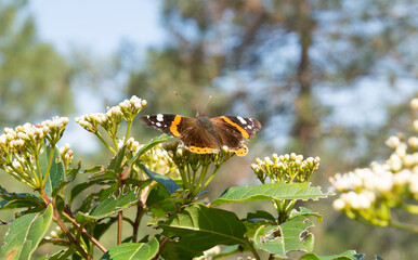 Orange with white and black color pattern on insect wing, butterfly seeking nectar on flower in the field with natural green background