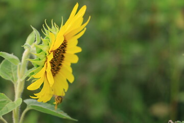 Beautiful sunflower field on summer