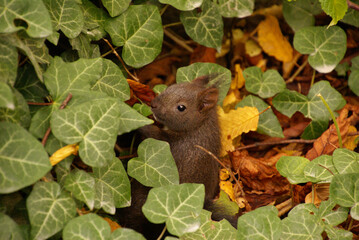 Eichhörnchenbaby sitzend im Efeu mit dunkelem Winterfell 419337630