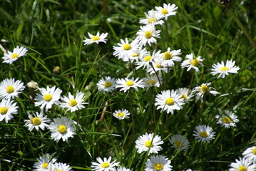 G&auml;nsebl&uuml;mchen viele auf Wiese 49337678