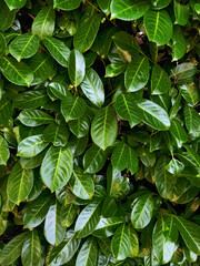 Colorful green leaves during daytime with sun reflections on glossy leaves.