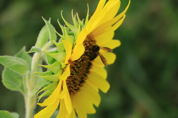 Beautiful sunflower field on summer