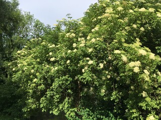 Holunderbusch mit Blüten Holunderbaum 419338030