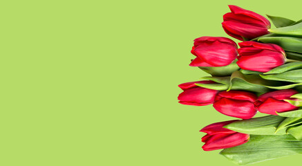Red tulips on a green background. Spring background for an inscription.