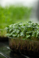 Fresh radish sprouts, green leaves of microgreen radish in a container. the concept of healthy eating and growing greenery at home, cityferm