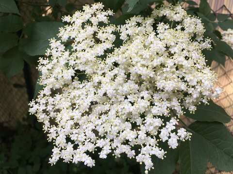 Holdunderbl&uuml;te ganze Pracht 419338023