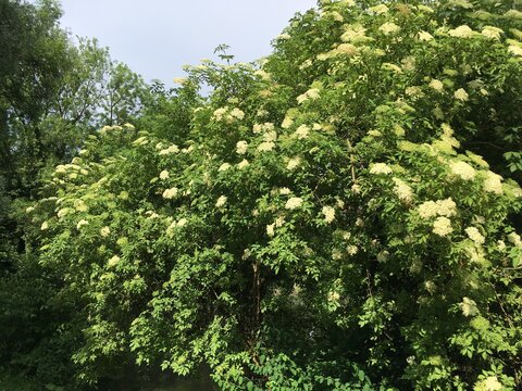 Holunderbusch mit Bl&uuml;ten Holunderbaum 419338030