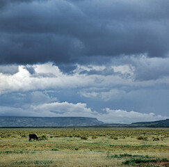 Prairie and rainclouds Grants Cibola county New Mexico USA. Lonely cow grazing.
