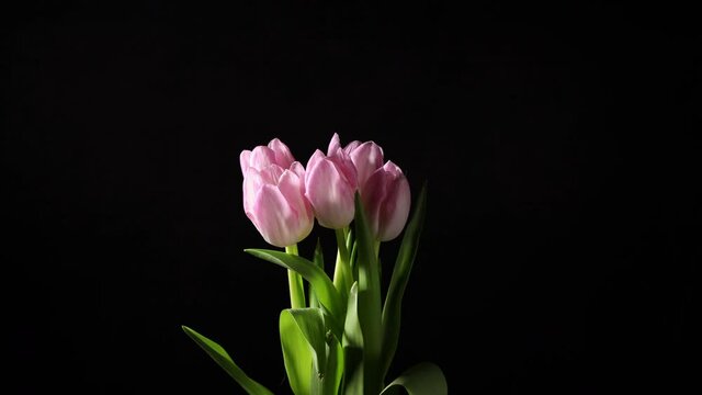 Time lapse of bright pink white colorful tulips flowers blooming on dark background. Holiday bouquet. 4K video