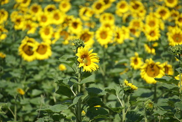 Sonnenblumenfeld 2 in Bayern 