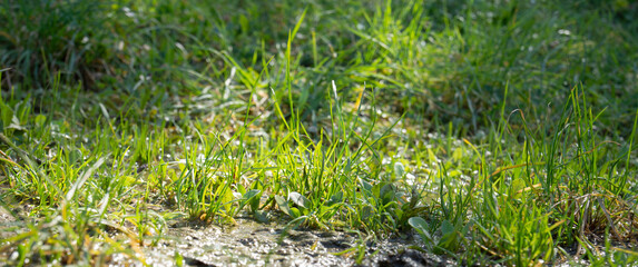 In Istanbul, on a sunny spring day, in the city park, wet green grass under sunlight. selective Focus
