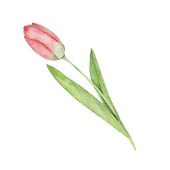 Watercolor hand drawing pink tulip isolated on white background. Closed bud. Festive spring flower.