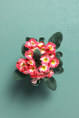 Blooming primrose on the green table, spring garden