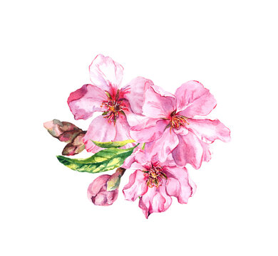 Water color bouquet of apple, cherry pink flowers with buds, leaves. Spring blossom. Watercolor botanical illustration