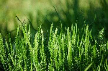 Green spring grass