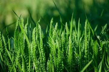 Green spring grass