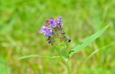 Blooming herb heal-all (Prunella vulgaris)