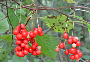 Far-Eastern plant (Schisandra chinensis)