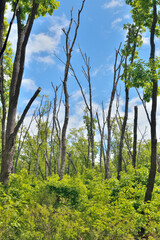 Forest after fire